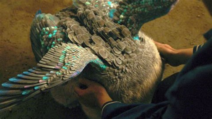 Morris in ‘Shang-Chi’ was almost peak nightmare fuel before becoming the cuddly creature we got