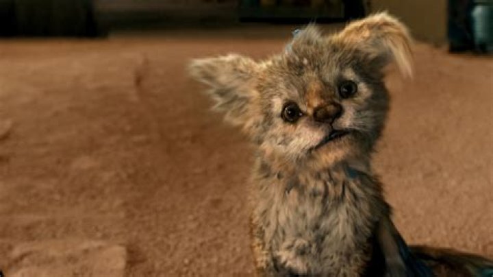 What kind of animal is commander heist? – Celebrity